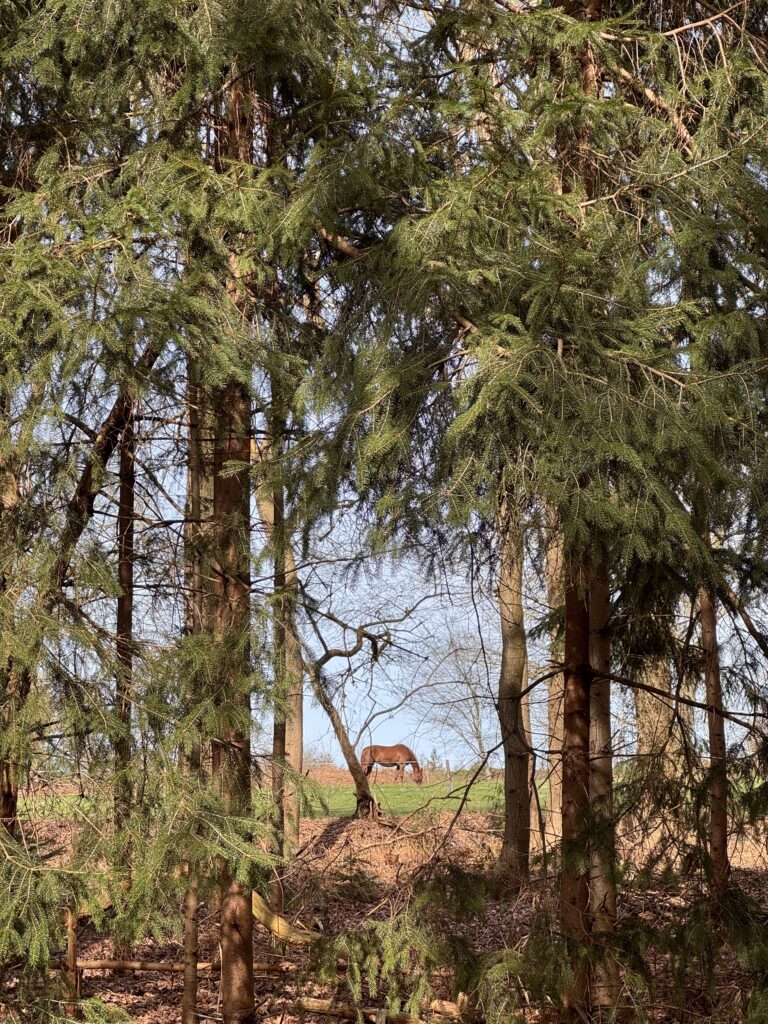 boshuisje met kinderen